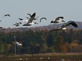 Snow Geese 002